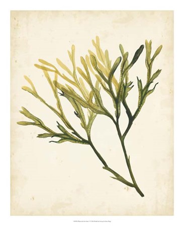 Watercolor Sea Grass V by Grace Popp art print