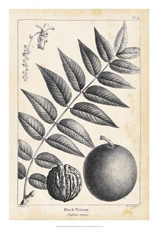 Vintage Black Walnut Tree by Thomas Nuttall art print