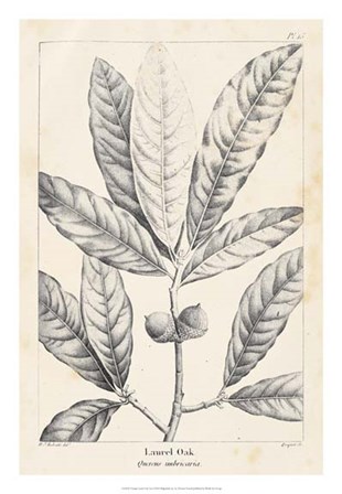 Vintage Laurel Oak Tree by Thomas Nuttall art print