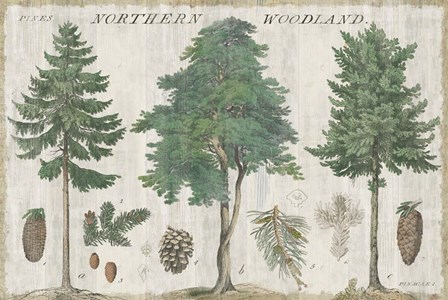 Woodland Chart I by Sue Schlabach art print