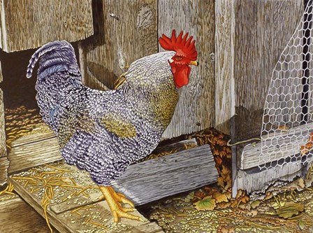 Rooster by Thelma Winter art print