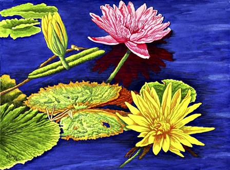 Water Lilies III by Thelma Winter art print