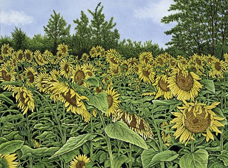 Sunflowers by Thelma Winter art print