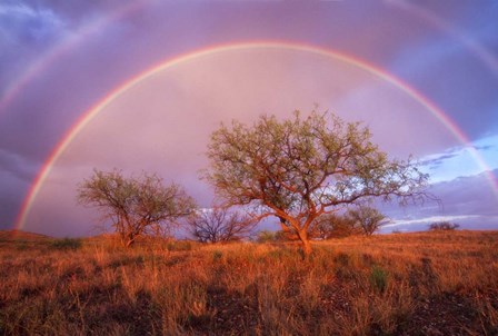 Arizona Rainbow by Thomas Haney art print