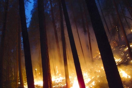 Burning Forest by Thomas Haney art print