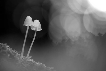 Mushroom Tiny by Thomas Haney art print