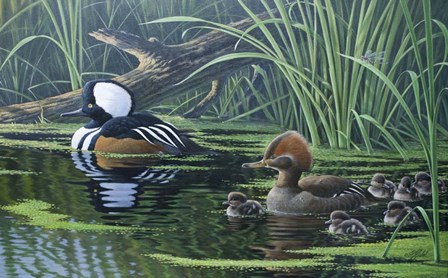 Merganser by Wilhelm J. Goebel art print