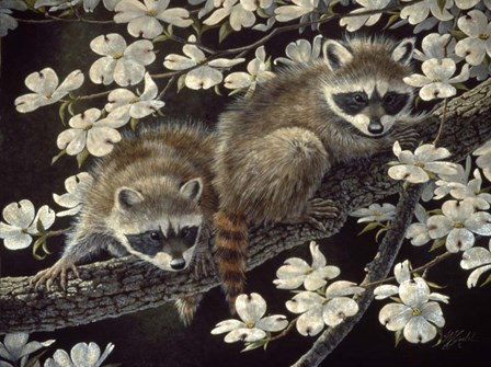 Dogwood Hideout - Young Raccoons by Wilhelm J. Goebel art print