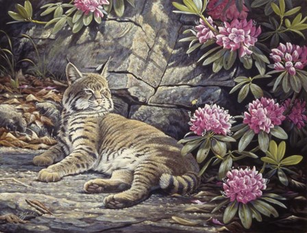 Bee Watching Bobcat by Wilhelm J. Goebel art print
