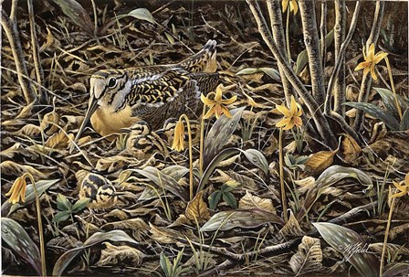Early Brood - Woodcock Young by Wilhelm J. Goebel art print
