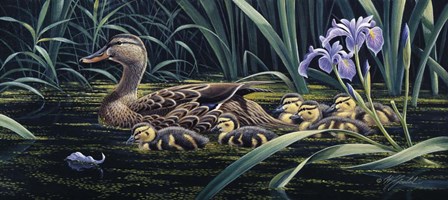 Mother's Day - Mallard by Wilhelm J. Goebel art print