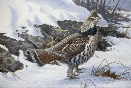 Ruffed Grouse by Wilhelm J. Goebel art print