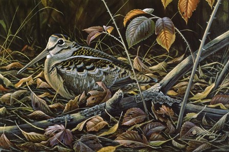 Migration Stop  - Woodcock by Wilhelm J. Goebel art print