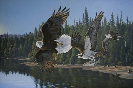 Eagle Osprey by Wilhelm J. Goebel art print