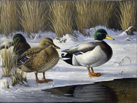 Mallards by Wilhelm J. Goebel art print