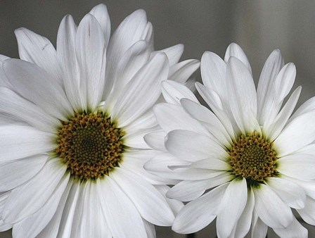 Don&#39;t Eat Daisies I by Willow Way Studios, Inc. art print