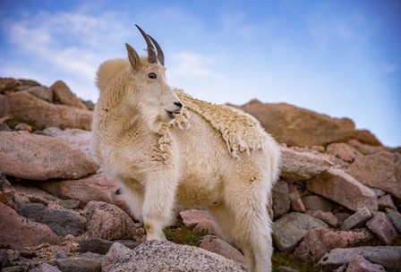 Billy Goat Scruff by Darren White Photography art print