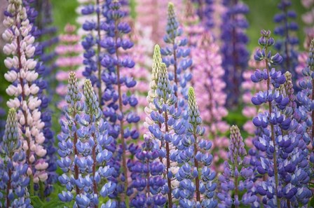 Blue Pink Lupine Flowers by Cora Niele art print