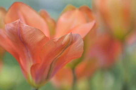 Orange Wings Tuilps by Cora Niele art print