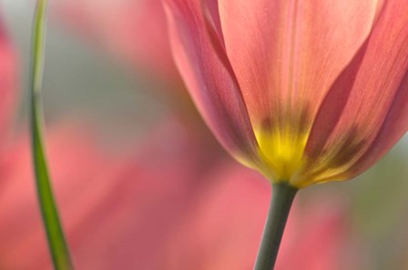 Tulipa Planifolia by Cora Niele art print
