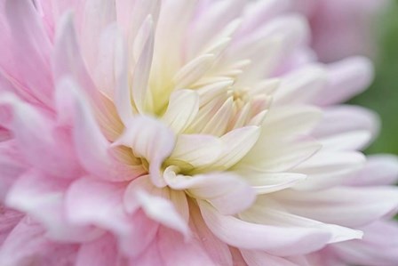 White and Pink Dahlia by Cora Niele art print