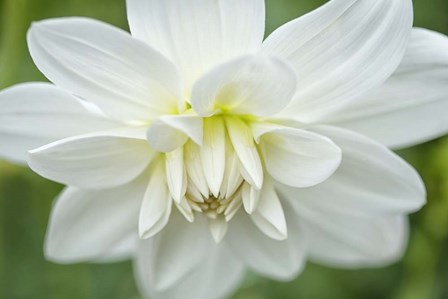 White Dahlia by Cora Niele art print