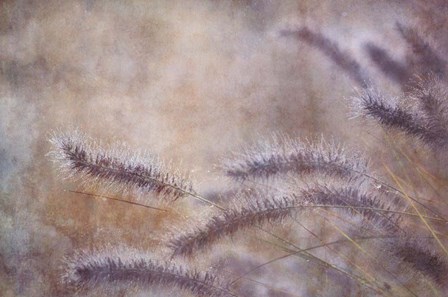 Dew Fox Tail Grass by Cora Niele art print
