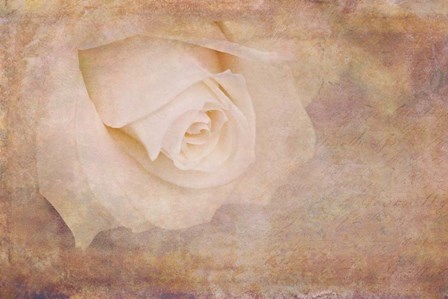 Vintage Rose Card by Cora Niele art print