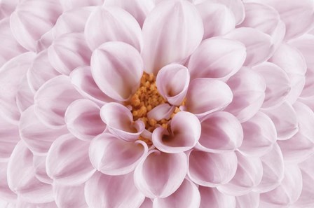 Pink Dahlia by Cora Niele art print
