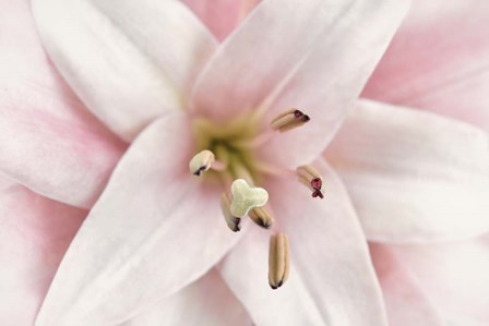 Pink Lily by Cora Niele art print