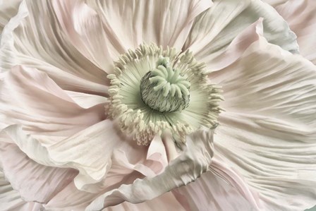 Pink Poppy by Cora Niele art print