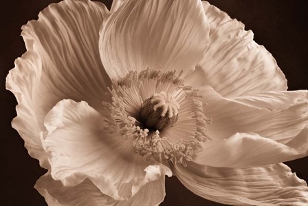 Sepia Poppy I by Cora Niele art print