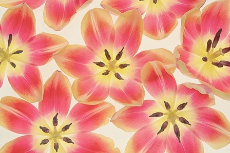 Yellow and Coral Red Tulips by Cora Niele art print