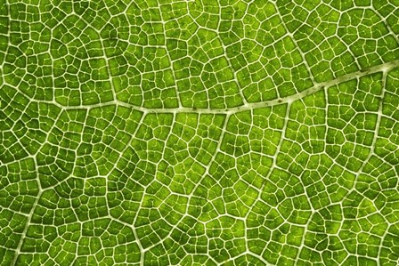 Green Leaf Texture by Cora Niele art print