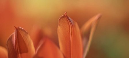 Duc van Tol Orange Tulip by Cora Niele art print