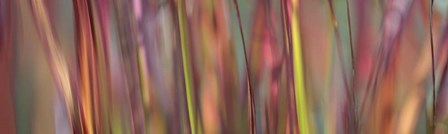 Imperata Grass Scape by Cora Niele art print