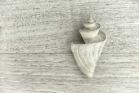 Japanese Wonder Shell by Cora Niele art print