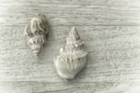 Two Cancellaria Shells by Cora Niele art print
