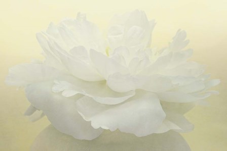 Pure White Peony by Cora Niele art print