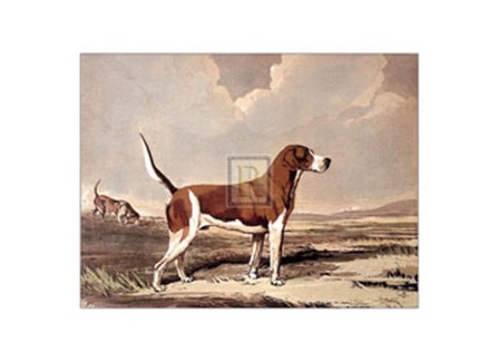 Hound in  a Field by Reuben ward Binks art print