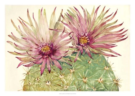 Cactus Blossoms I by Timothy O&#39;Toole art print