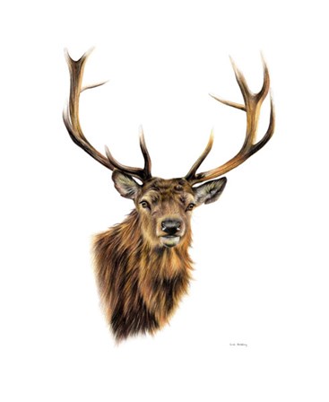 Stag White Background by Sarah Stribbling art print