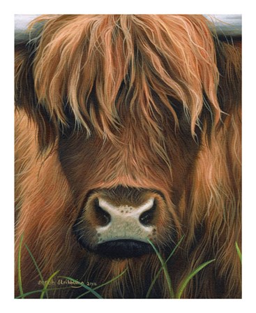 Cow Portrait by Sarah Stribbling art print