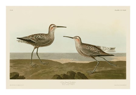 Long-Legged Sandpiper by John James Audubon art print