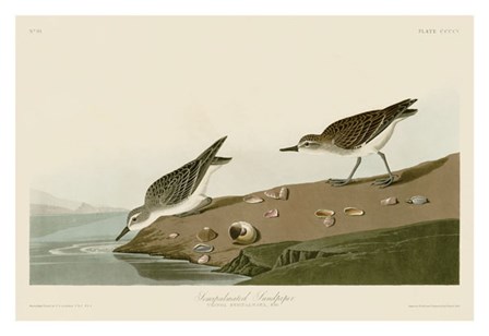 Semipalmated Sandpiper by John James Audubon art print