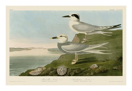 Havell&#39;s Tern &amp; Trudeau&#39;s Tern by John James Audubon art print