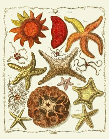 Starfish and Sea Urchins a by Fab Funky art print