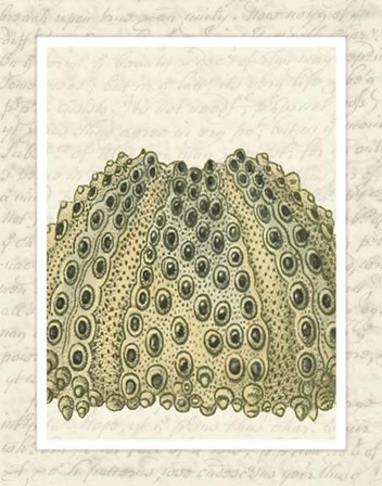 Blue Corals On VIntage Script d by Fab Funky art print