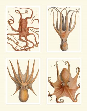 Octopus on 4 Panels by Fab Funky art print