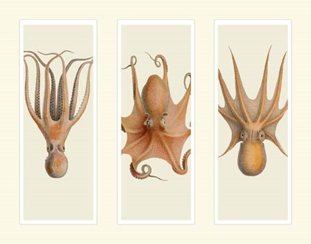 Trio of Octopus on 3 Panels by Fab Funky art print